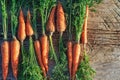 Fresh Harvested Carrot on Wooden Table in Garden. Vegetables Vitamins Keratin. Natural Organic Carrot lies on Wooden background