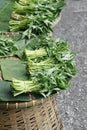 Fresh harvested Chinese morning glory vegetable in market Royalty Free Stock Photo