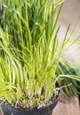 Fresh harvested Chives