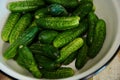 Fresh harvested crop of organic cucumbers on a vintage enameled bow. Top view