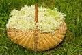 Fresh harvested elderflowers in wicker basket outside