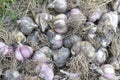 Freshly harvested garlic background Royalty Free Stock Photo