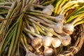 Fresh harvested garlic in a basket