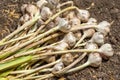 Fresh harvested garlic