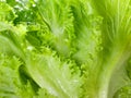 Fresh harvested green lettuce close up
