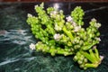 Fresh harvested green malabar spinach or basella alba vegetables