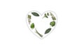 Fresh harvested herbs isolated on white create shape of heart. Natural medicine.