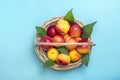 Fresh harvested nectarines, plate, leaves lies round on pink background Vegetables vitamin Keratin Natural Peach Organic Royalty Free Stock Photo