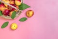 Fresh harvested nectarines, plate, leaves lies round on pink background Vegetables vitamin Keratin Natural Peach Organic Royalty Free Stock Photo