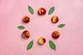 Fresh harvested nectarines, plate, leaves lies round on pink background Vegetables vitamin Keratin Natural Peach Organic Royalty Free Stock Photo