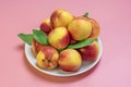 Fresh harvested nectarines, plate, leaves lies round on pink background Vegetables vitamin Keratin Natural Peach Organic Royalty Free Stock Photo