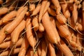 Fresh harvested organic farm grown nutritious orange carrots Royalty Free Stock Photo