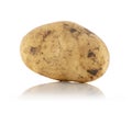 Fresh Harvested Organic Soil Potato