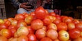 fresh harvested organic tomatos kept into the growers shop Royalty Free Stock Photo