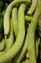 fresh harvested raw Indian Armenian Cucumbers or Cucumis Melo at vegetable store for sale Royalty Free Stock Photo