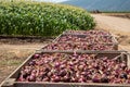 Fresh harvested Red Onions. Red onions in a Wooden Crates in a field.