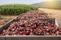 Fresh harvested Red Onions. Red onions in a Wooden Crates in a field.