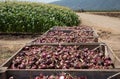 Fresh harvested Red Onions. Red onions in a Wooden Crates in a field.