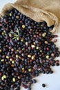 Fresh harvested ripe black olives , Mediterranean fall sign