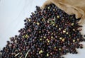 Fresh harvested ripe black olives , Mediterranean fall sign