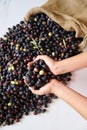 Fresh harvested ripe black olives in a woman`s hand, Mediterranean fall sign