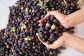 Fresh harvested ripe black olives in a woman`s hand, Mediterranean fall sign