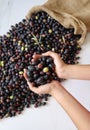 Fresh harvested ripe black olives in a woman`s hands , Mediterranean fall sign