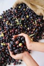 Fresh harvested ripe black olives in a woman`s hands , Mediterranean fall sign