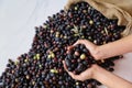 Fresh harvested ripe black olives in a woman`s hands , Mediterranean fall sign