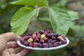 Fresh harvested ripe falsa fruit closeup with selective focus and blurred background