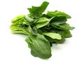 Fresh harvested spinach isolated on white