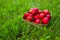 Fresh harvested strawberries in carton box for sale in green nature grass background. Royalty Free Stock Photo