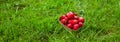 Fresh harvested strawberries in carton box for sale in green nature grass background. Royalty Free Stock Photo