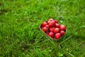 Fresh harvested strawberries in carton box for sale in green nature grass background. Royalty Free Stock Photo