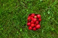 Fresh harvested strawberries in carton box for sale in green nature grass. Top view, flat lay Royalty Free Stock Photo