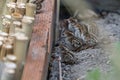 Fresh Hatchlings of California Quail