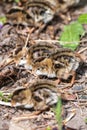 Fresh Hatchlings of California Quail