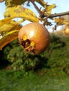 Fresh havest bio Medlar Royalty Free Stock Photo