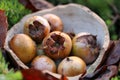 Fresh havest bio Medlar Royalty Free Stock Photo