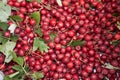 Fresh haws still life