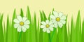 Fresh hay. Two flowers, daisies. Grass Border. Grasslands, vegetation. Royalty Free Stock Photo