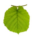 Fresh hazel leaf