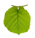 Fresh hazel leaf Royalty Free Stock Photo