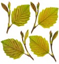 Fresh hazel leaves