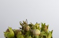 Fresh hazel nuts on a white background