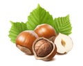 Fresh hazelnut group with leaves isolated on white background Royalty Free Stock Photo