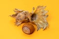 Fresh hazelnut on yellow background. close up Royalty Free Stock Photo