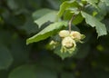 Fresh hazelnuts on a branch with green leaves 2 Royalty Free Stock Photo