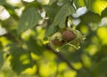 Fresh hazelnuts on a branch with green leaves Royalty Free Stock Photo