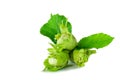 Fresh hazelnuts cobnuts with green leaves Royalty Free Stock Photo